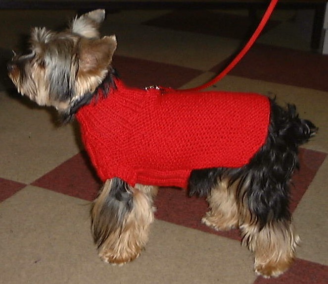 manteau pour petit chien yorkshire